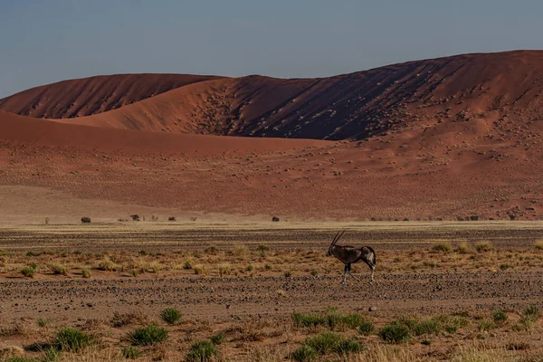Namib Çölü Nde Büyük Kum Tepeleri Namibya Nın Planında Antilop — Stok fotoğraf