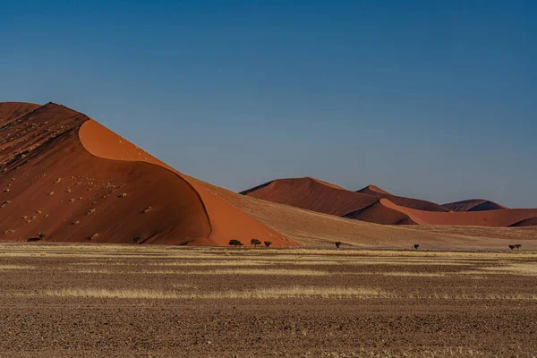 stock image huge sand dunes in the Namib Desert with trees in the foreground of Namibia