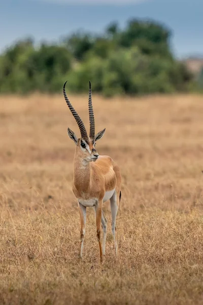 Impala Aepyceros Melampus Maasai Mara Kenya — ストック写真