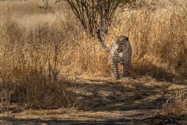 Leopardí Pastviny Namibijský Post Kalahari — Stock fotografie