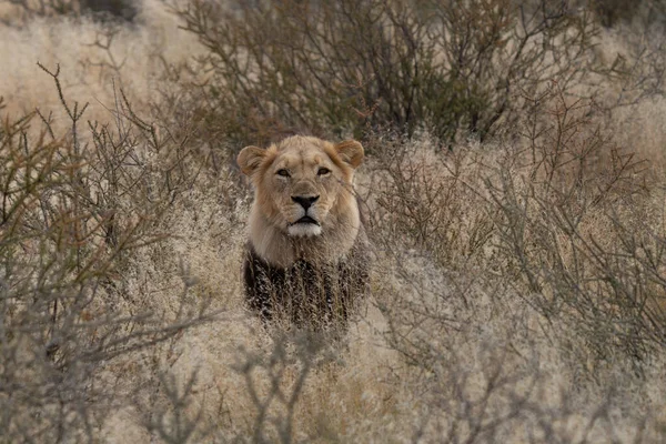 Λιοντάρι Στο Λιβάδι Της Ναμίμπια Μετά Καλαχάρι — Φωτογραφία Αρχείου