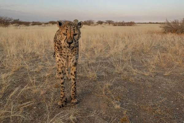 Gepardy Murawy Namibii Post Kalahari — Zdjęcie stockowe