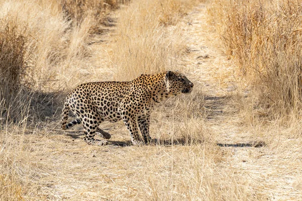 Pastizales Leopardo Namibia Post Kalahari — Foto de Stock