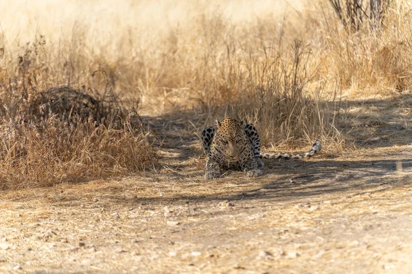 Namibya Nın Kalahari Çölü Nde Avını Arayan Bir Leopar — Stok fotoğraf
