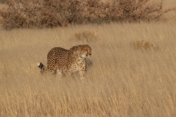 Cheetah Pastagens Namíbia Post Kalahari — Fotografia de Stock