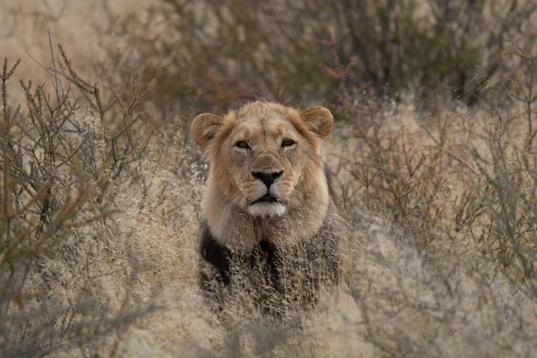 Duży Lew Szukający Zdobyczy Łąkach Pustyni Kalahari Namibii — Zdjęcie stockowe