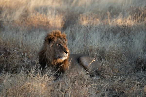 在纳米比亚卡拉哈里沙漠的草原上寻找猎物的狮子 — 图库照片