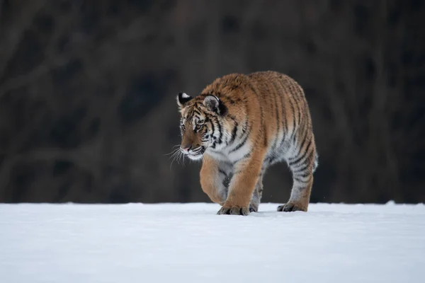 Sibiřský Tygr Běžící Sněhu Krásná Dynamická Mocná Fotografie Tohoto Majestátního — Stock fotografie