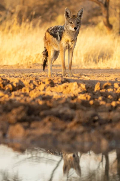 Uno Sciacallo Cerca Prede Nelle Praterie Del Deserto Del Kalahari — Foto Stock