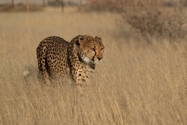Ein Gepard Auf Der Suche Nach Beute Grasland Der Kalahari — Stockfoto
