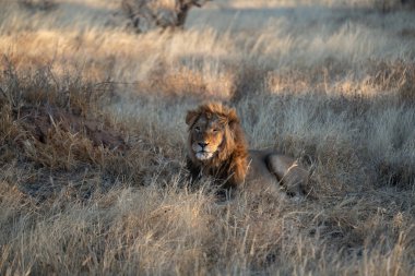 Namibya 'daki Kalahari Çölü' nün çayırlarında av arayan büyük bir aslan..