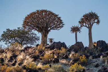 Çöl yatay, titreme ağaçları (Aloe dichotoma) ile Northern Cape, Güney Afrika
