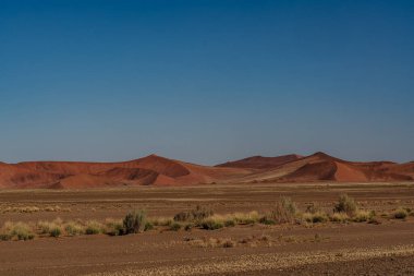 Namib Çölü 'nde kum tepeleri ve Namibya' nın ön planında ağaçlar.