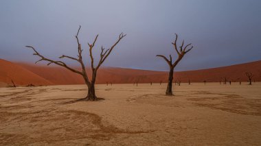 Ölü Camelthorn ağaç kırmızı tepeleri ve Deadvlei, Sossusvlei mavi gökyüzünde karşı. Namib-Naukluft Milli Parkı, Namibya, Afrika