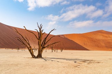 Ölü Camelthorn ağaç kırmızı tepeleri ve Deadvlei, Sossusvlei mavi gökyüzünde karşı. Namib-Naukluft Milli Parkı, Namibya, Afrika
