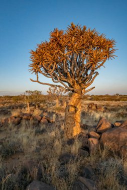Çöl yatay, titreme ağaçları (Aloe dichotoma) ile Northern Cape, Güney Afrika