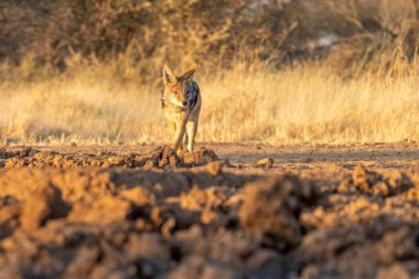 Namibya 'daki Kalahari Çölü' nde av arayan bir çakal..