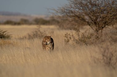 Namibya 'daki Kalahari Çölü' nün çayırlarında av arayan bir çita..