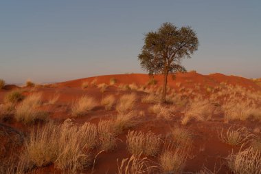 Namib Çölü 'nde kum tepeleri ve Namibya' nın ön planında ağaçlar.