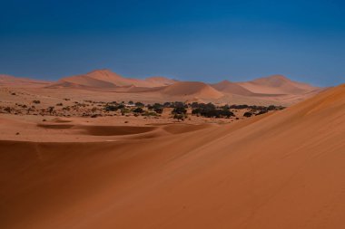 Namib Çölü 'nde kum tepeleri ve Namibya' nın ön planında ağaçlar.