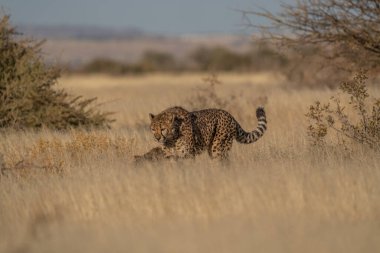 Kgalagadi Sınır Aşan Parkı 'nda nehir yatağı boyunca yürüyen Çita Erkek.