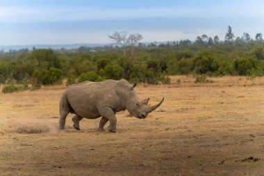 White Rhinoceros Ceratotherium simum Square-lipped Rhinoceros at Khama Rhino Sanctuary Kenya Africa.