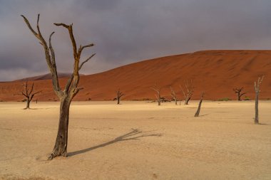 Ölü Camelthorn ağaç kırmızı tepeleri ve Deadvlei, Sossusvlei mavi gökyüzünde karşı. Namib-Naukluft Milli Parkı, Namibya, Afrika