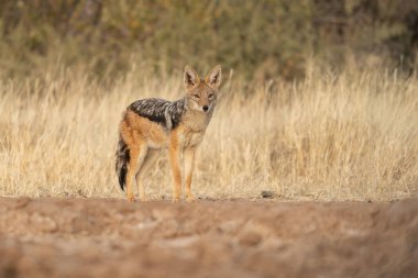 A jackal searching for prey in the grasslands of the Kalahari Desert in Namibia. clipart