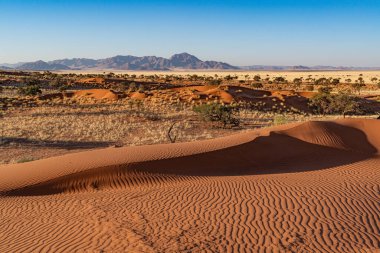 Namib Çölü 'nde kum tepeleri ve Namibya' nın ön planında ağaçlar.