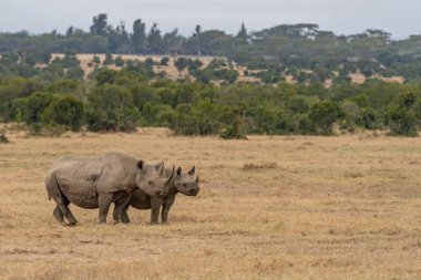 White Rhinoceros Ceratotherium simum Square-lipped Rhinoceros at Khama Rhino Sanctuary Kenya Africa.