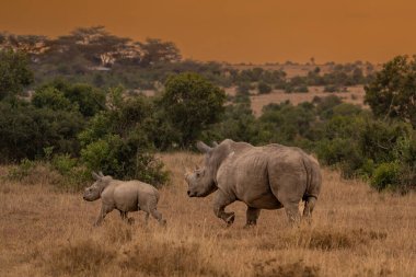 White Rhinoceros Ceratotherium simum Square-lipped Rhinoceros at Khama Rhino Sanctuary Kenya Africa.