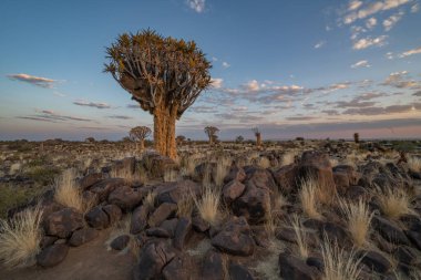 Çöl yatay, titreme ağaçları (Aloe dichotoma) ile Northern Cape, Güney Afrika