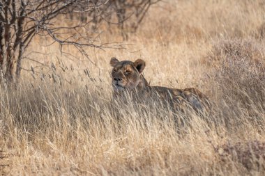 Namibya 'daki Kalahari Çölü' nün çayırlarında av arayan büyük bir aslan..