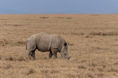 White Rhinoceros Ceratotherium simum Square-lipped Rhinoceros at Khama Rhino Sanctuary Kenya Africa.