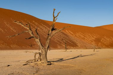 Ölü Camelthorn ağaç kırmızı tepeleri ve Deadvlei, Sossusvlei mavi gökyüzünde karşı. Namib-Naukluft Milli Parkı, Namibya, Afrika