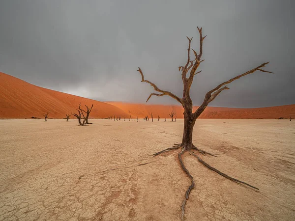 对红色的沙丘和蓝蓝的天空 Deadvlei 苏斯的死 Camelthorn 诺克国家公园 纳米比亚 — 图库照片