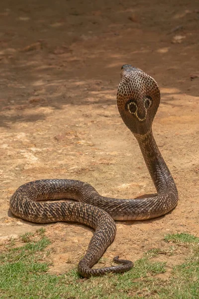 Vetores de Desenho De Cobra Cobra Fofo e mais imagens de Animal - Animal,  Boa, Cascavel - iStock