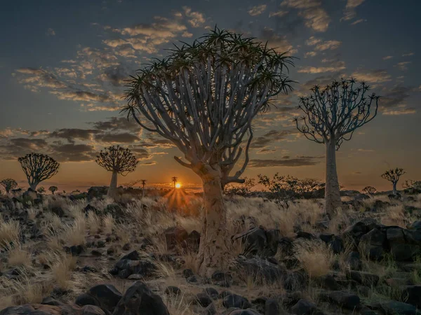 砂漠の矢筒の木 アロエ カブトムシ のある風景北岬 南アフリカ共和国 — ストック写真