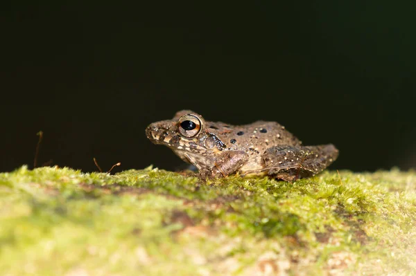 Triprion Spinosus Dikenli Ağaç Kurbağası Olarak Bilinir Dikenli Ağaçkakan Dikiz — Stok fotoğraf