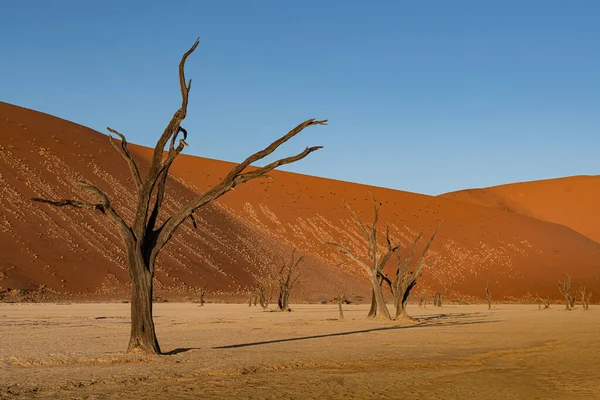 Camelthorn Árvores Mortas Contra Dunas Vermelhas Céu Azul Deadvlei Sossusvlei — Fotografia de Stock