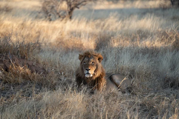 Velký Lev Hledající Kořist Pastvinách Pouště Kalahari Namibii — Stock fotografie