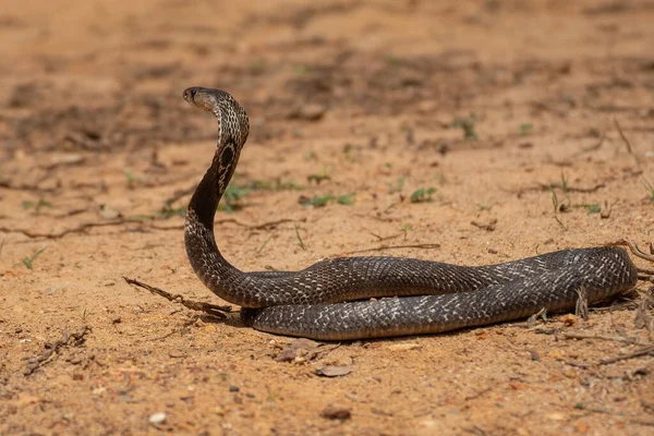 Cobra Common Name Some Elapids Able Widen Ribs Form Famous — Stock Photo, Image