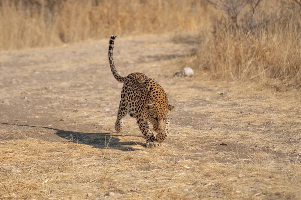 Egy Leopárd Aki Préda Után Kutat Namíbia Kalahári Sivatagában — Stock Fotó