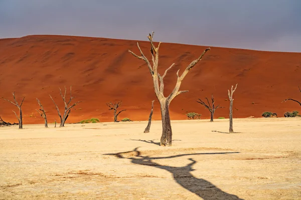 Мертвые Верблюжьи Деревья Фоне Красных Дюн Голубого Неба Дидванге Соссуссо — стоковое фото