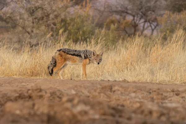 在纳米比亚卡拉哈里沙漠的草原上搜寻猎物的野狼 — 图库照片