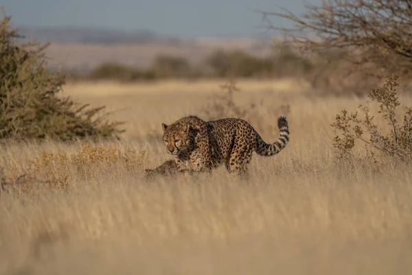 Cheetah Maschio Passeggia Lungo Letto Del Fiume Nel Parco Transfrontaliero — Foto Stock