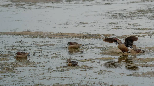 stock image F ulvous whistling duck or fulvous tree duck (Dendrocygna bicolor) standing in the grass