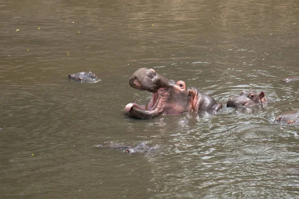 Troupeau Hippopotames Flottant Dans Rivière Coucher Soleil — Photo