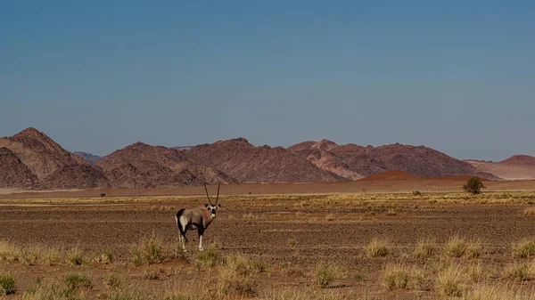 Ogromne Wydmy Pustyni Namib Antylopami Oryx Pierwszym Planie Namibii — Zdjęcie stockowe