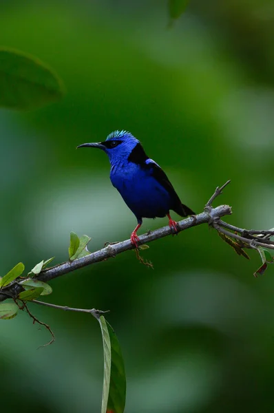 Сяючий Медовий Птах Cyanerpes Lucidus Екзотичний Тропічний Блакитний Птах Жовтими — стокове фото